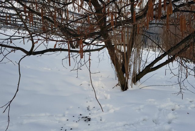 Oskrba rodnega nasada