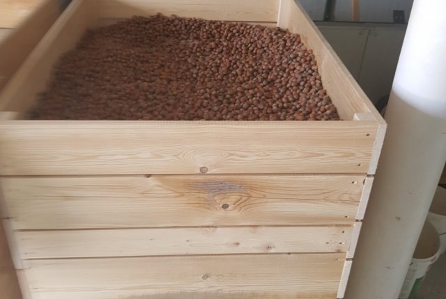 Luščenje lešnikov