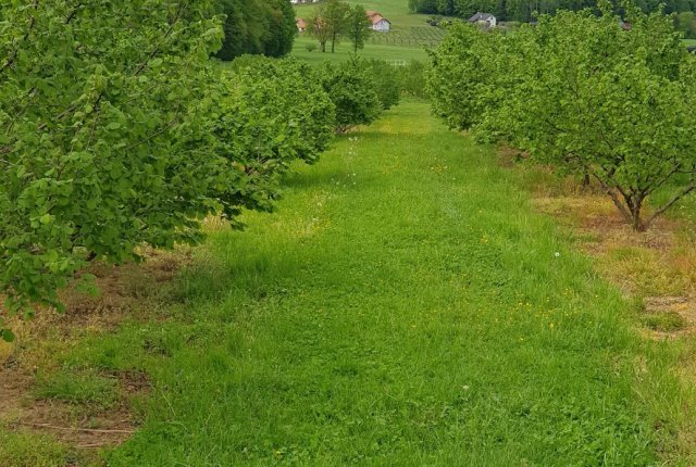 Oskrba rodnega nasada