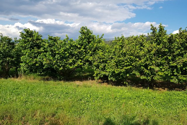 Oskrba rodnega nasada