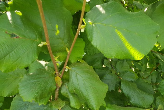 Oskrba rodnega nasada