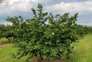 Oskrba rodnega nasada