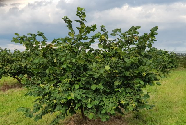 Oskrba rodnega nasada