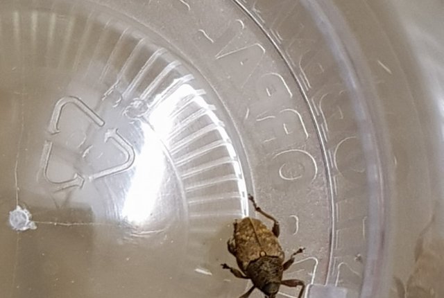 Škodljivec lešnikar – rilčkar