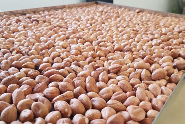 Luščenje lešnikov