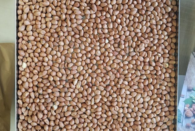 Luščenje lešnikov