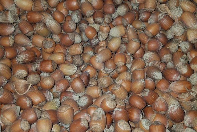 Luščenje lešnikov