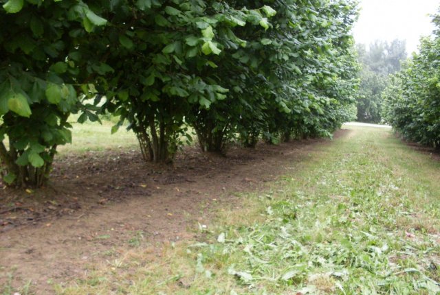 Oskrba rodnega nasada